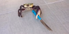 carb with knife.png