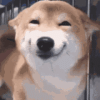 smiling-dog-happy.gif
