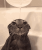 cat-wet.gif