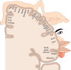 Sensory_Homunculus-en.svg.png
