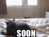 soon-cat.gif