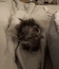 cat-meme.gif