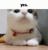yes-gif-5.gif