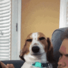 dog-smirk-dark-side.gif