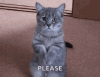 give-food.gif