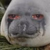 very sad crying seal depressed.jpg