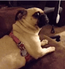 Pug Reaction.gif