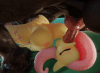 Fruity puppy v2 1080p 60fps.gif