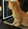 1755178539054.gif