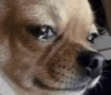 dog-crying-meme-doggo-crys.gif