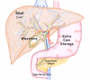 Gallbladder-1.png