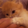 giphy-2031241919.gif