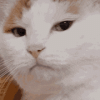 judgement-cat.gif