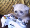 Sad-gaming-cat-meme-5.png