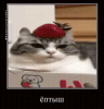 ептыш-ёптыш.gif