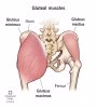 gluteal-muscles-glutes.jpg