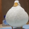 FxuOYumXgAAuczy.jpg