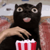 cat-popcorn.gif