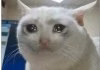 crying-cat-meme-template-full-719a53dc_webp.jpg