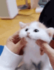 cat-kitty.gif