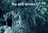 no wives.jpg