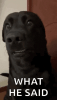 whathesaid.gif
