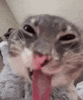 cat-cat-with-tongue.gif.gif