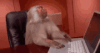 monkey-computer.gif