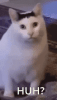 Cat-Huh.gif