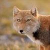 tibetan-fox-close-up-portrait.jpg