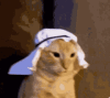 cat.gif
