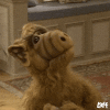alf curious.gif