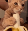 BananaGIF.gif