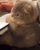 amma-cat-ts-js-pmo-icl.gif