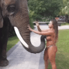 Elephant.gif