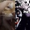 images.jpeg