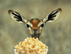 deer - popcorn nlom.gif