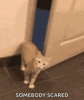 cat-hiding-scared-cat.gif cat-hiding-scared-cat.gif