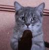 a6sost.gif