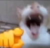 Cat Laugh.png