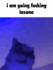 cat-insane-cat.gif