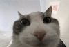 1759658030632.png