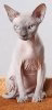 Sphynx_-_cat._img_031.jpg