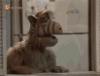 alf surprised2.gif