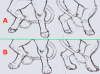 feet or hoves.png