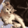 200.gif