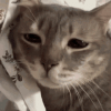 sad-cat-437204376.gif
