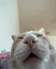 cat.gif
