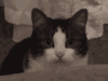 jinki948-cat-disappear-1341756497.gif