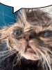 cat-wet_rockimg_speech_bubble_meme.png